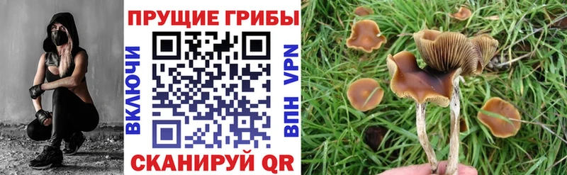Галлюциногенные грибы Psilocybine cubensis  цены   Гудермес 